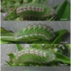 pseud vicrama larva4 volg